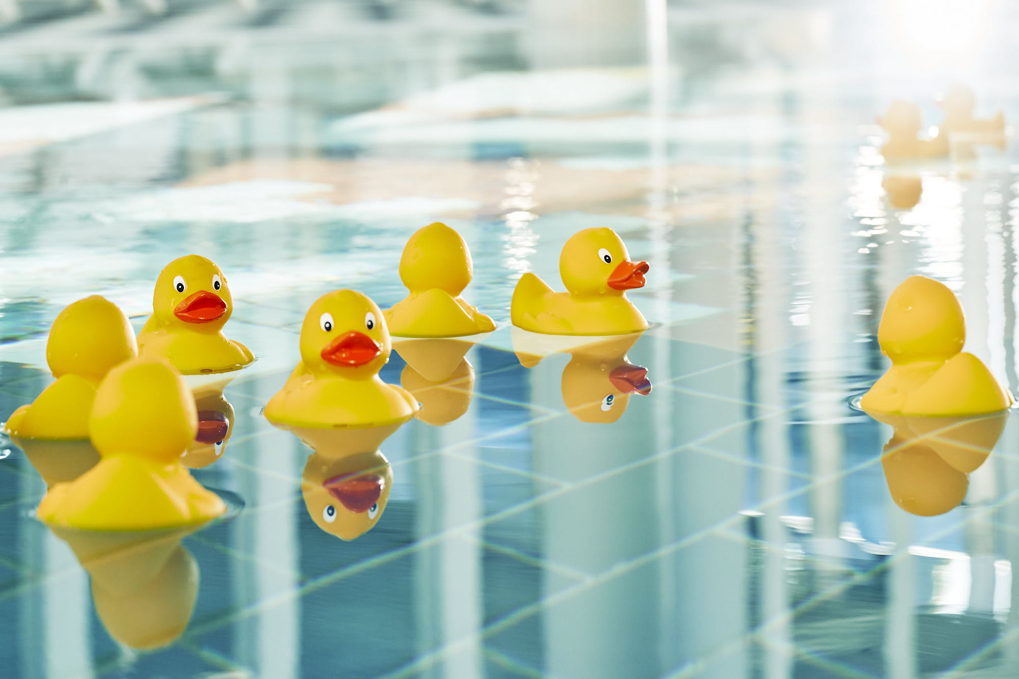 Enten beim Schwimmen                               
